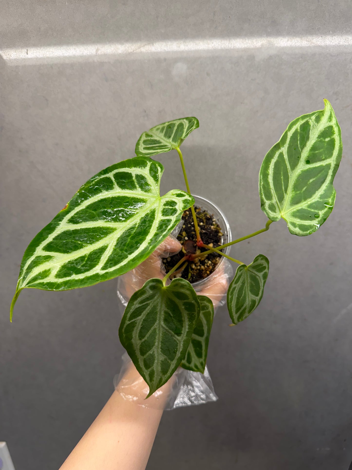 Anthurium crystal hope （2 grow points ）