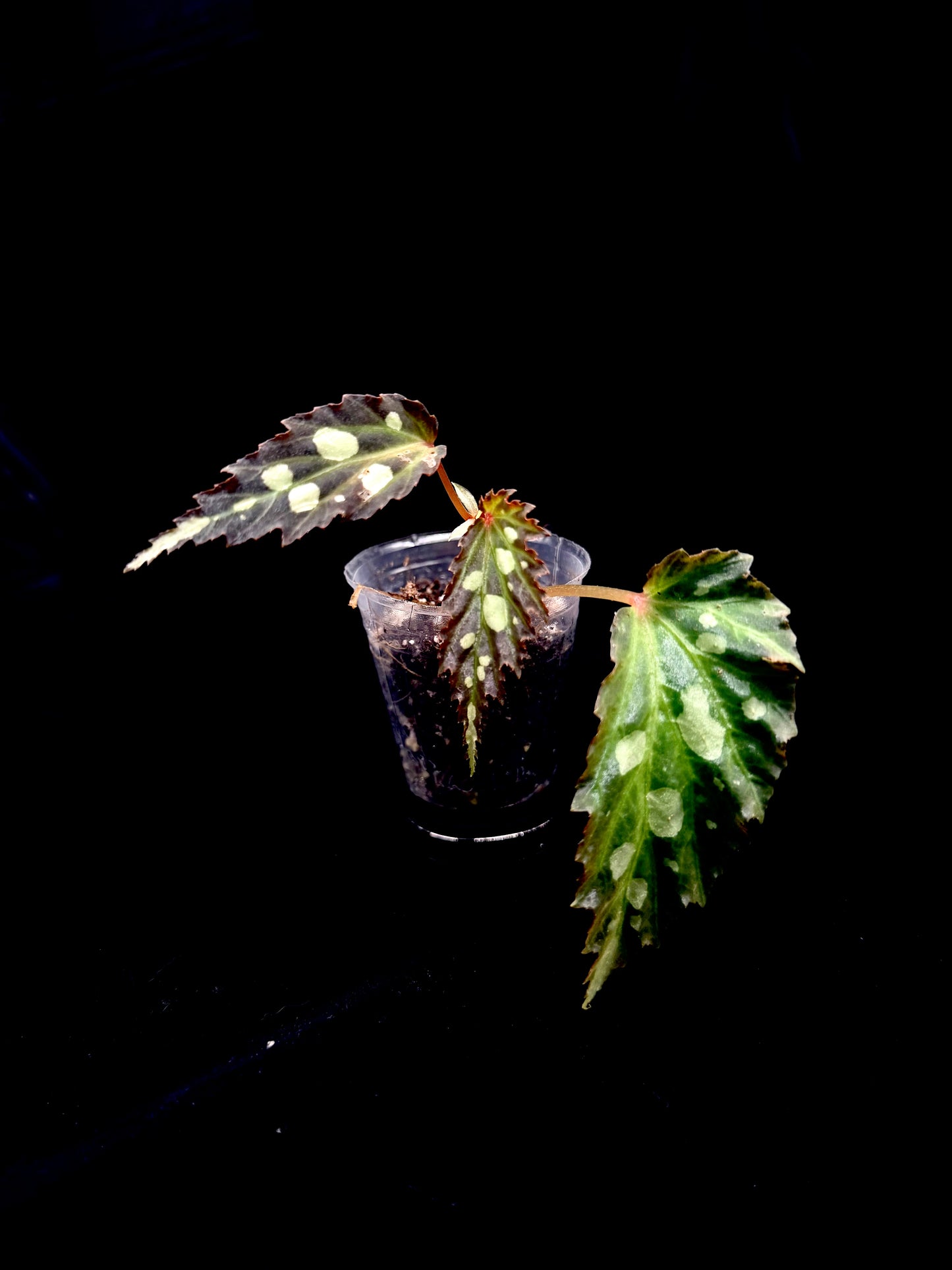 🌿Begonia sp. Mantuk