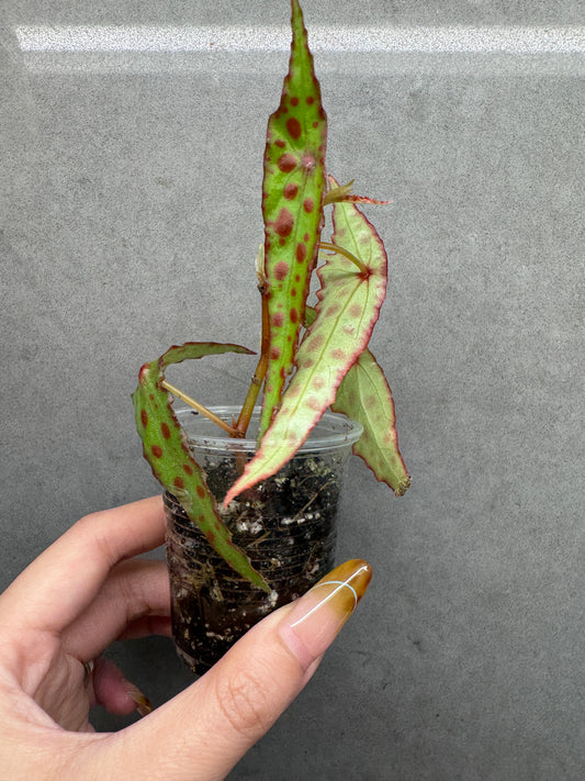 🌿 Begonia amphioxus