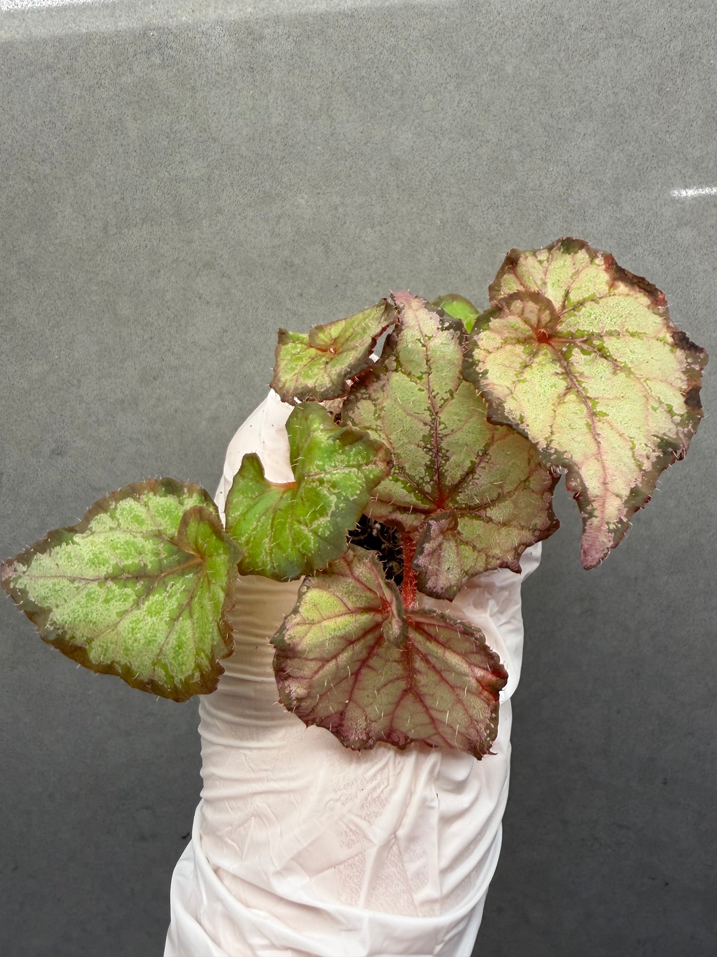 🌿 Begonia ‘DS Amor Amor’