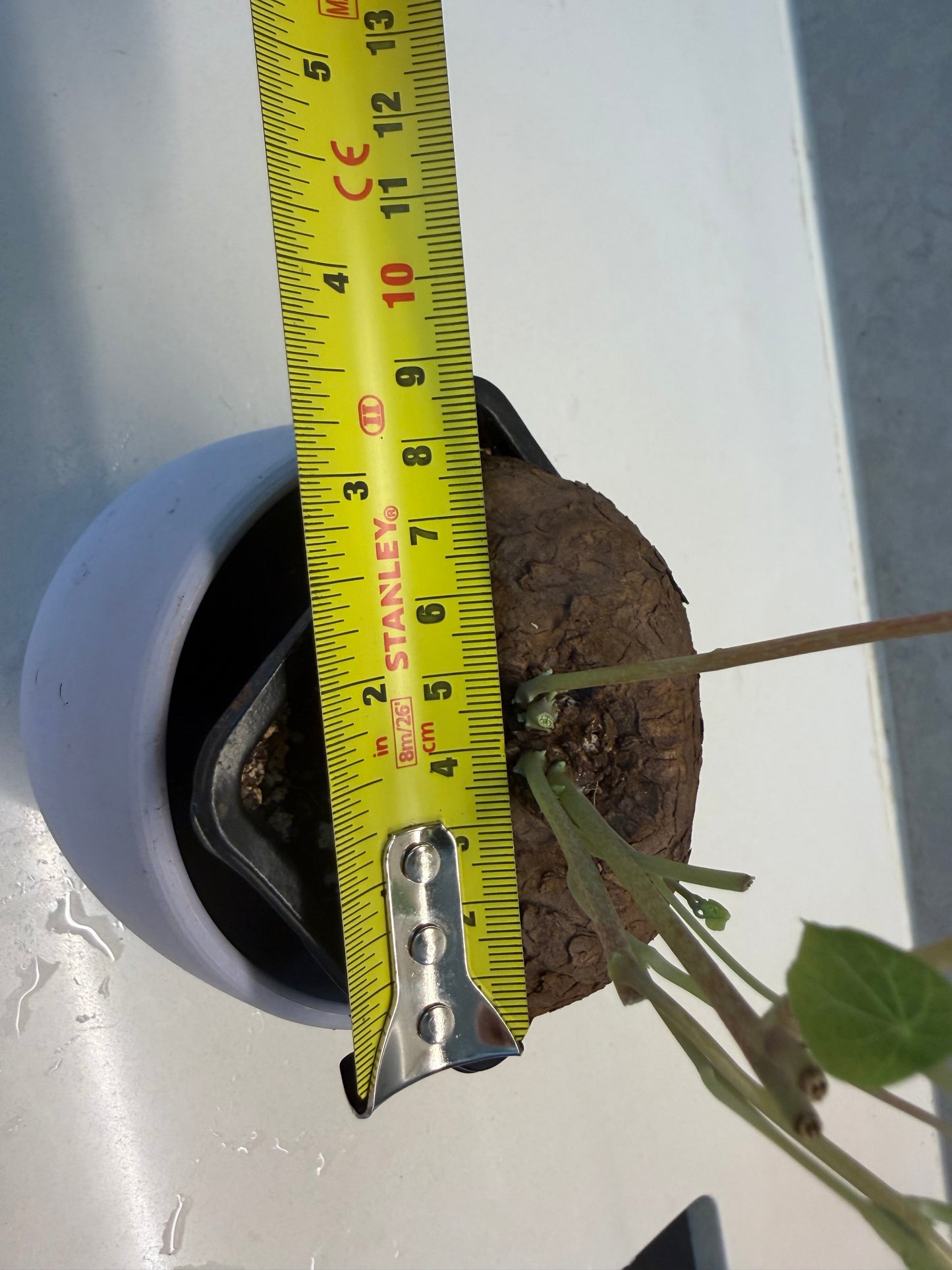 🐢Stephania cepharantha（8cm）