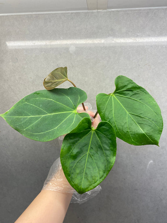 🌿 Anthurium KOS × Papi