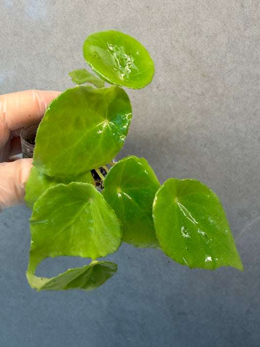 🌿 Begonia natunaensis
