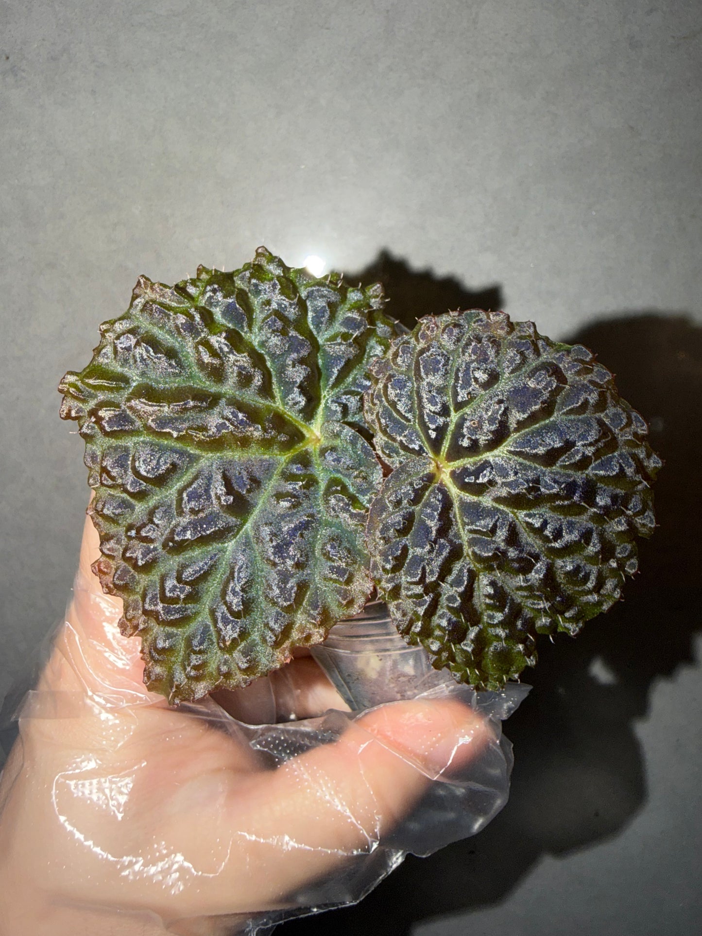 🖤Begonia ’Black Mountain‘