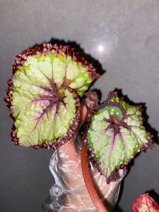 🌿 Begonia 'Carnival'