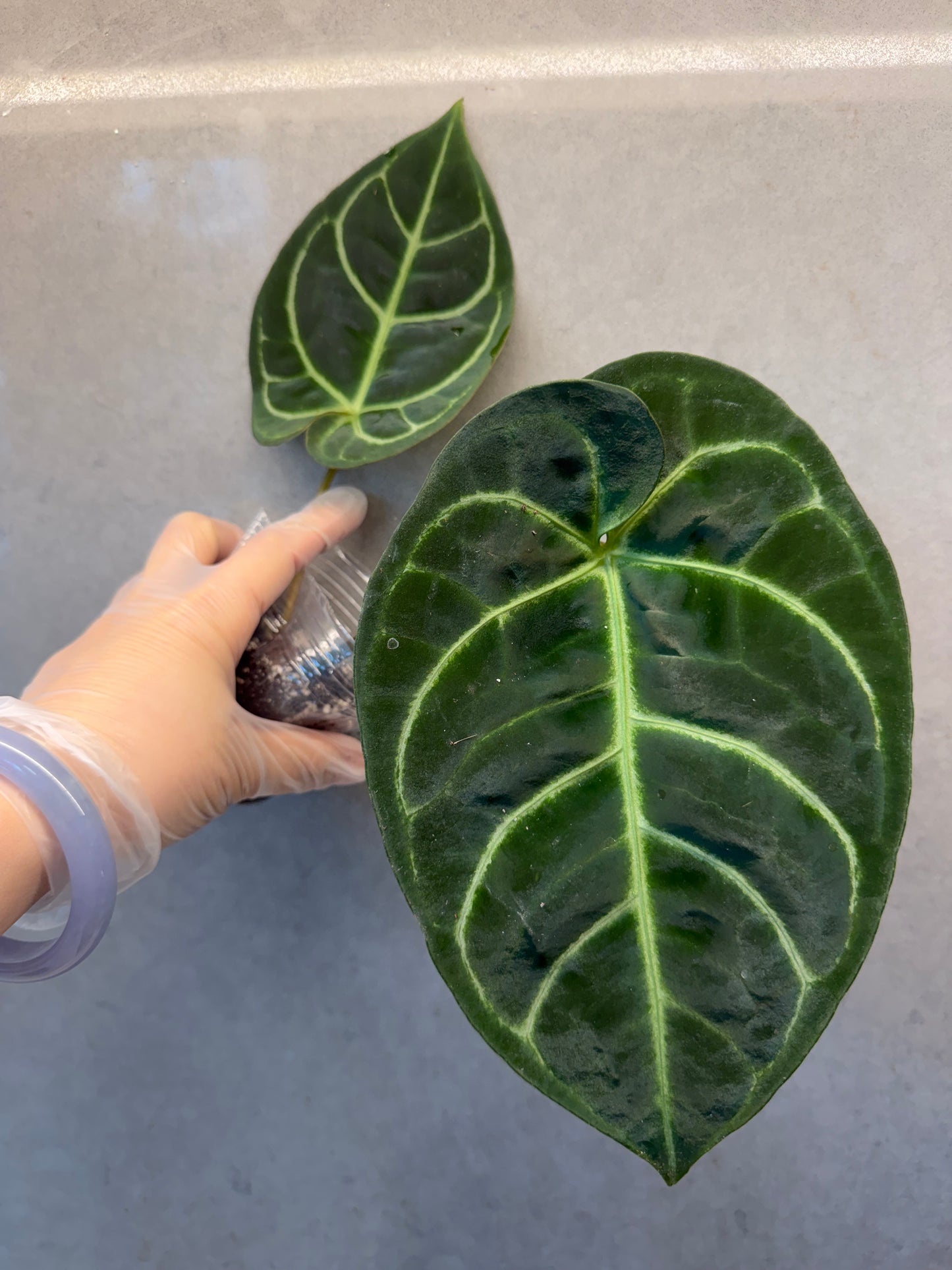 🌿Anthurium regale