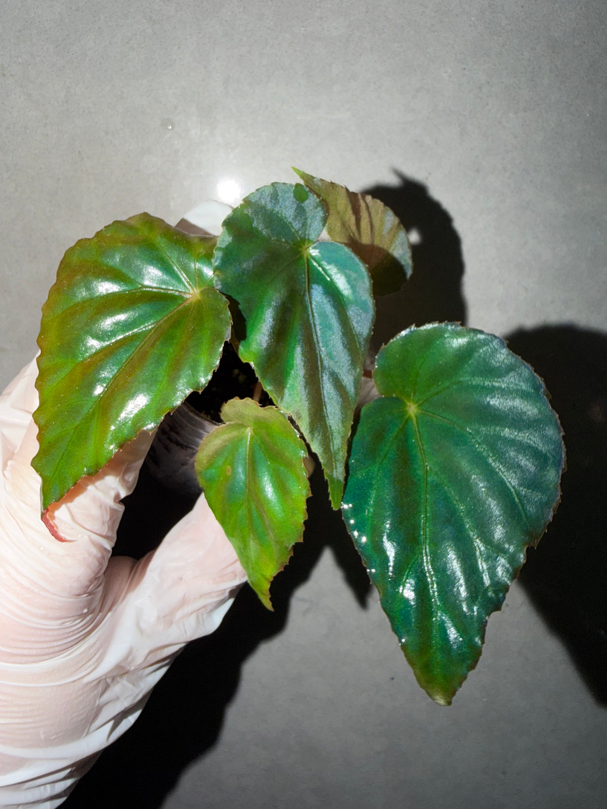 🦚 Begonia Pavonina