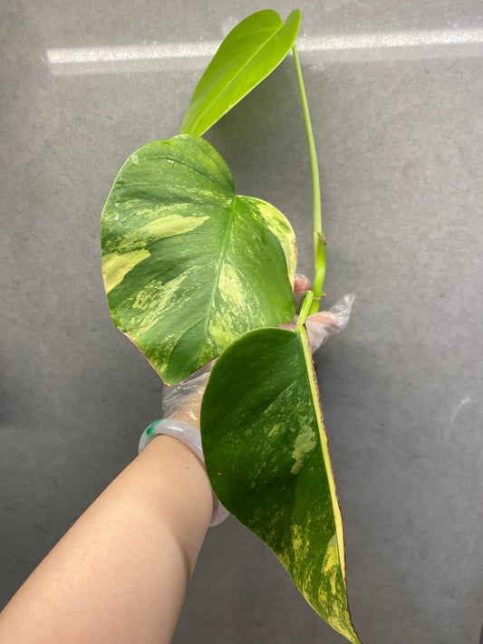 🌿 Monstera Aurea