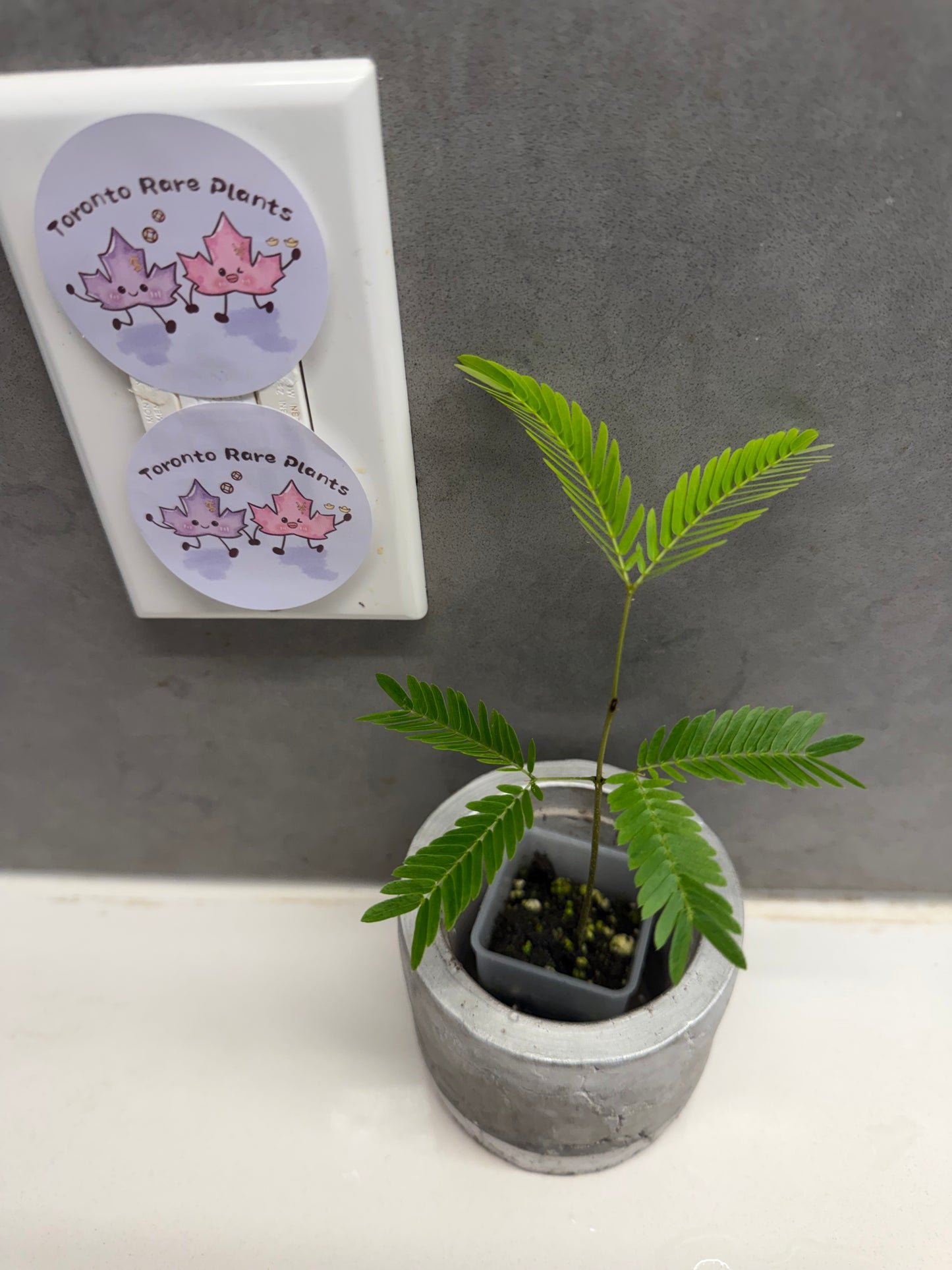 🌿 Cojoba arborea
