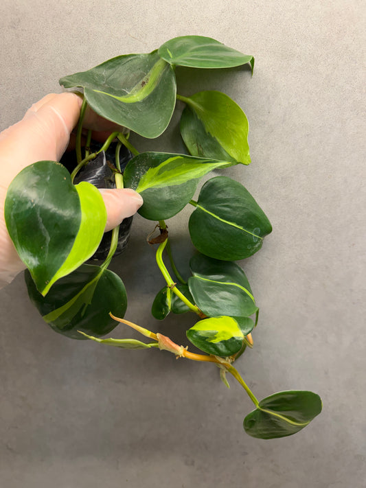 🌿Philodendron hederaceum 'Brasil'