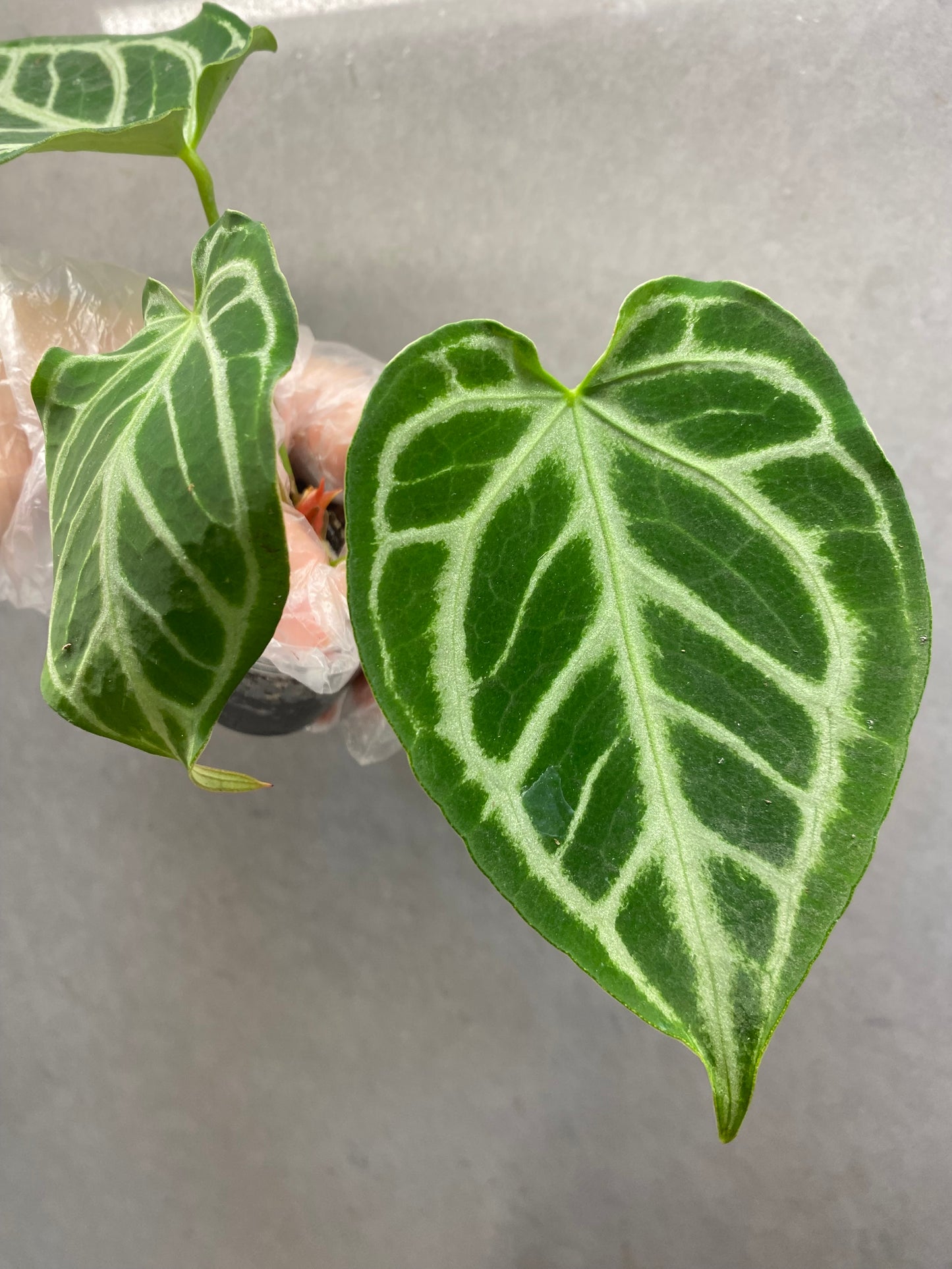 🌿 Anthurium crystallinum ‘Hope’
