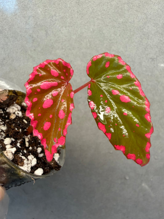🖤 Begonia ‘Nyx’ ✨