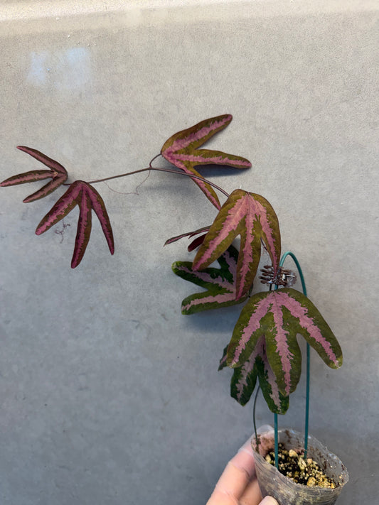 🔮Passiflora trifasciata (Duck Feet Vine)