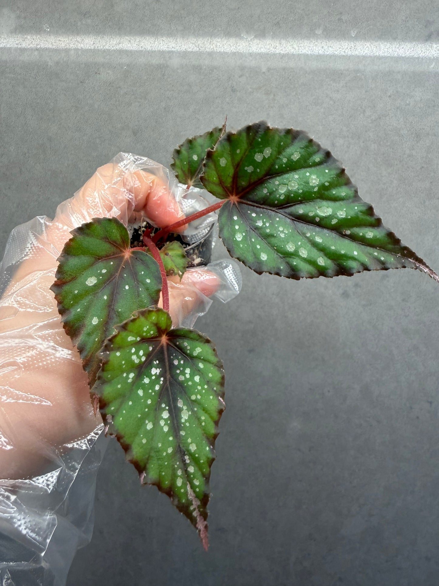 🌿Begonia ’African Jungle‘