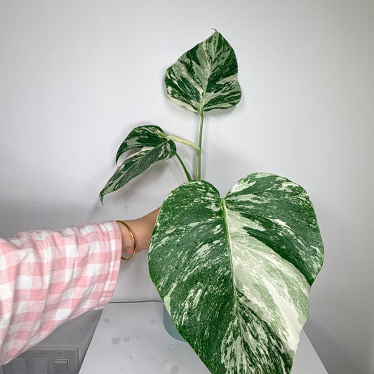 Monstera Albo