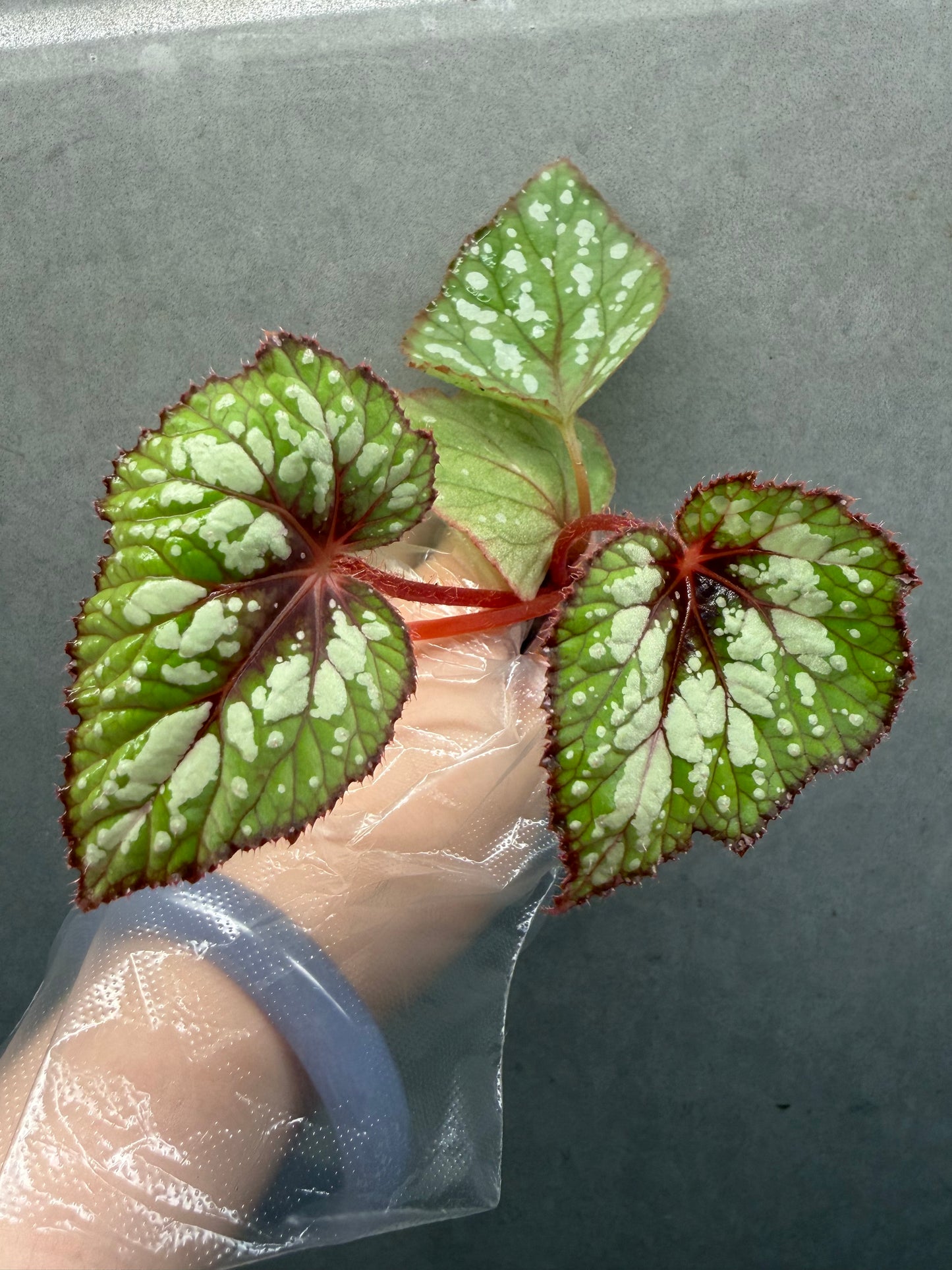 🍵 Begonia ‘Matcha Chocolate’
