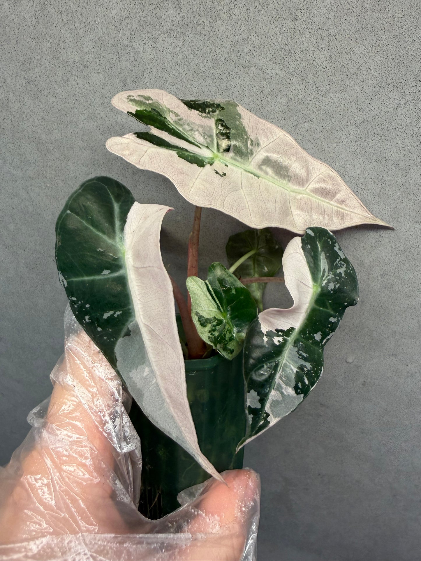 🌸Alocasia Polly Pink Variegated