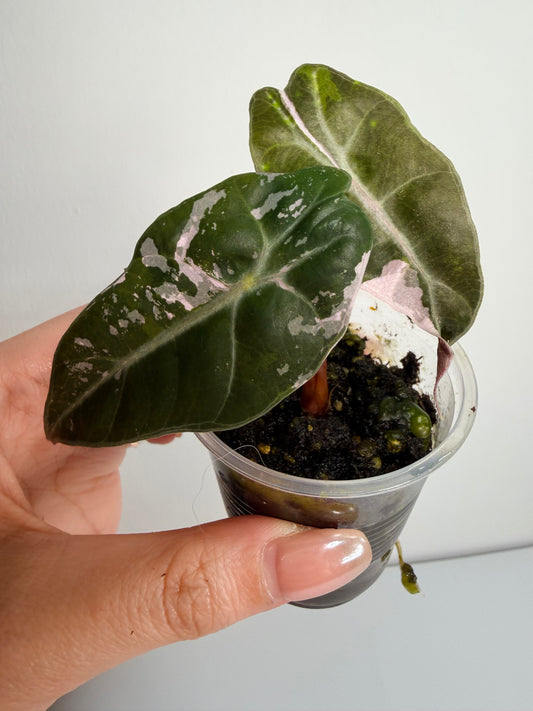 Alocasia Amazonia pink variegated