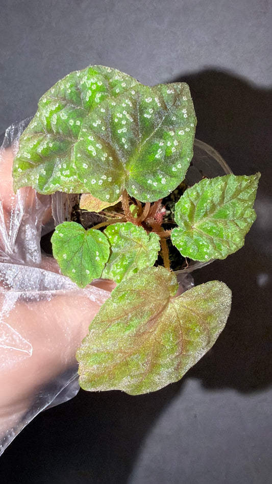 🌿Begonia pseudoedulis