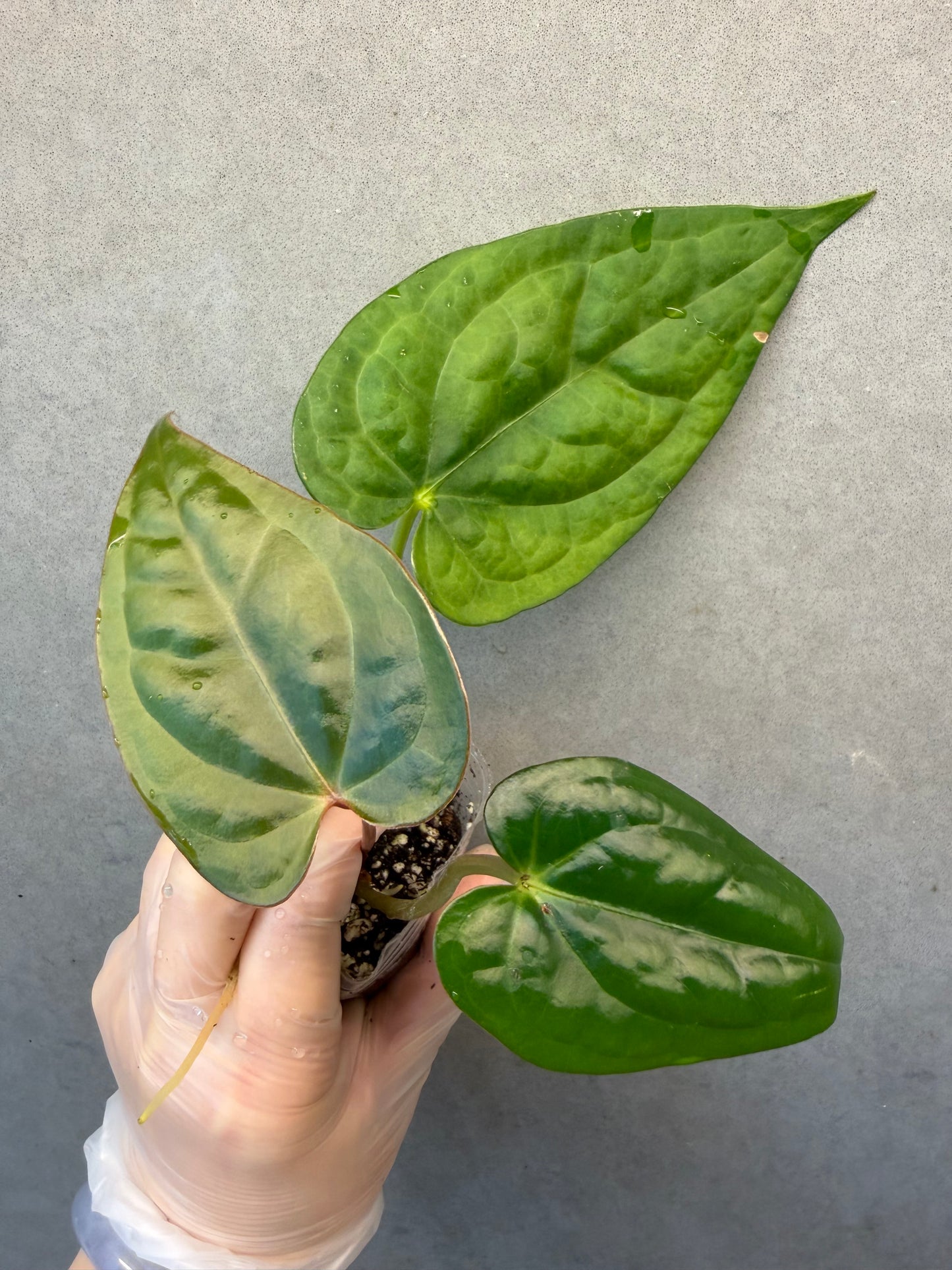 🌿 Anthurium Red Crystallinum *Anthurium Luxurians