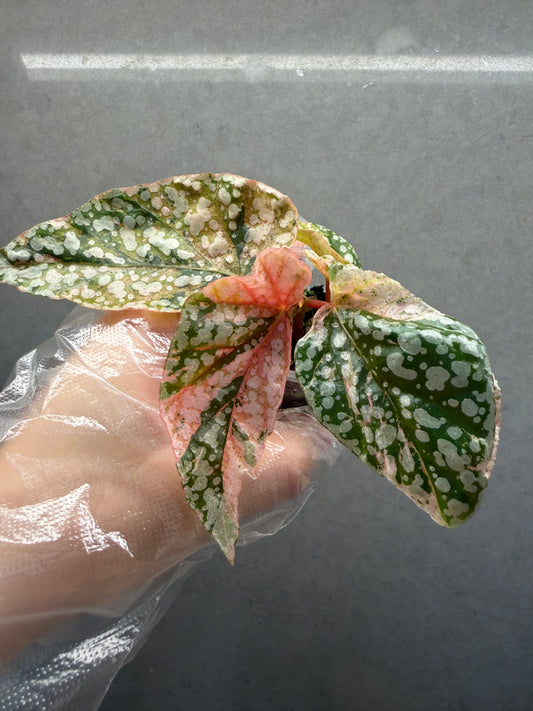 🌿 Begonia 'Snow Cap' Pink Variegated（two plants ）
