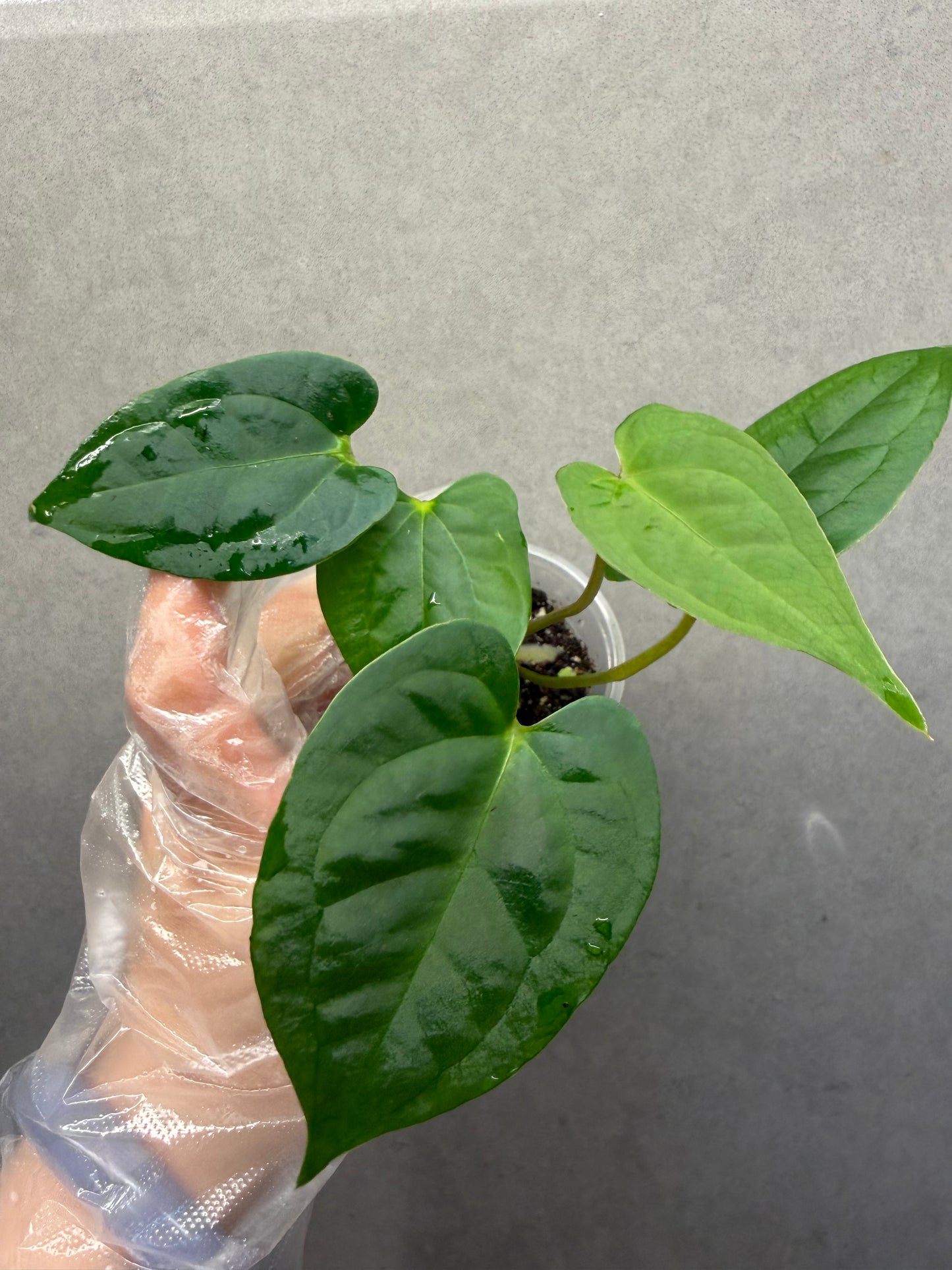 🌿Anthurium Aos*Papi