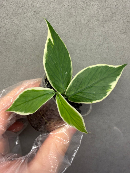 Hoya polyneura albomarginata