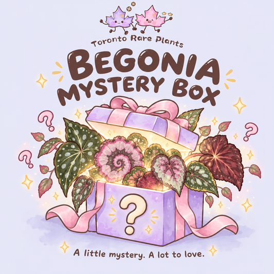 Begonia Mystery Box