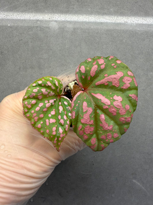 🌸Begonia Roseopunctata