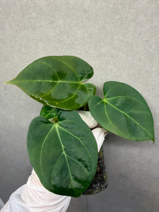 🌿Anthurium kos *Black Crystallinum
