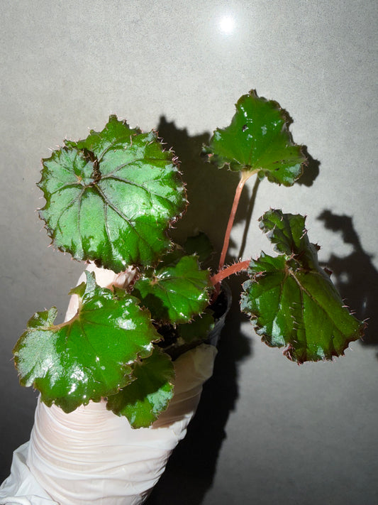🌿Begonia ‘DS-Cuba’