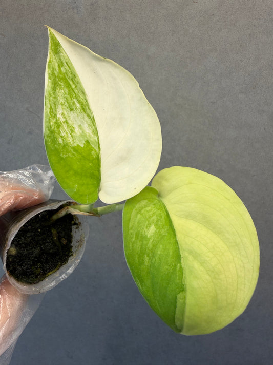 🌿Scindapsus Jade Satin Aurea Variegated