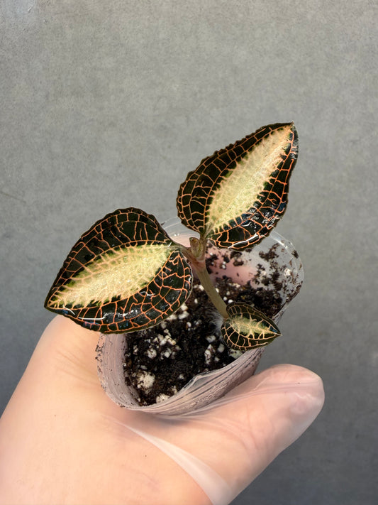 🌿Anoectochiluls roxburghii variegated