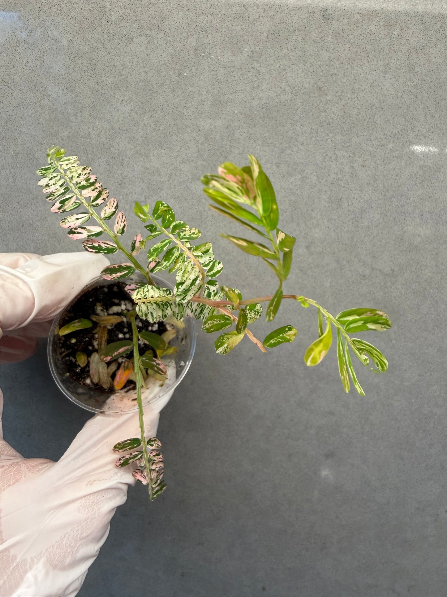 🌸Phyllanthus Urinaria Pink Variegated