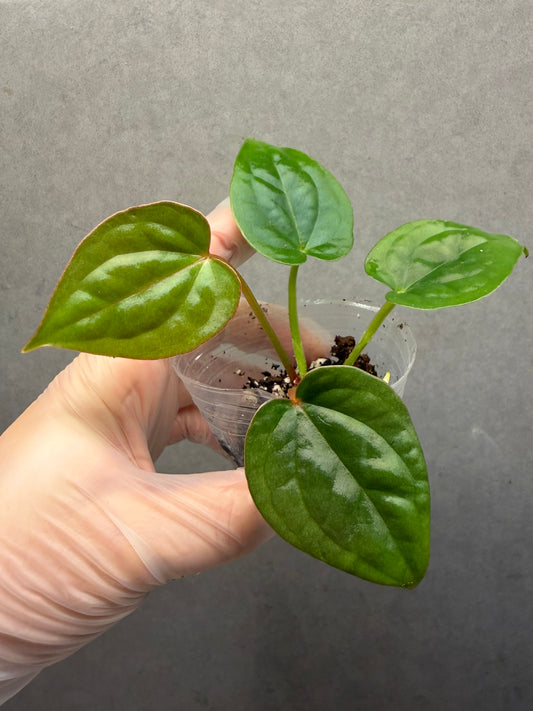 🌿 Anthurium Red Crystallinum *Anthurium Luxurians