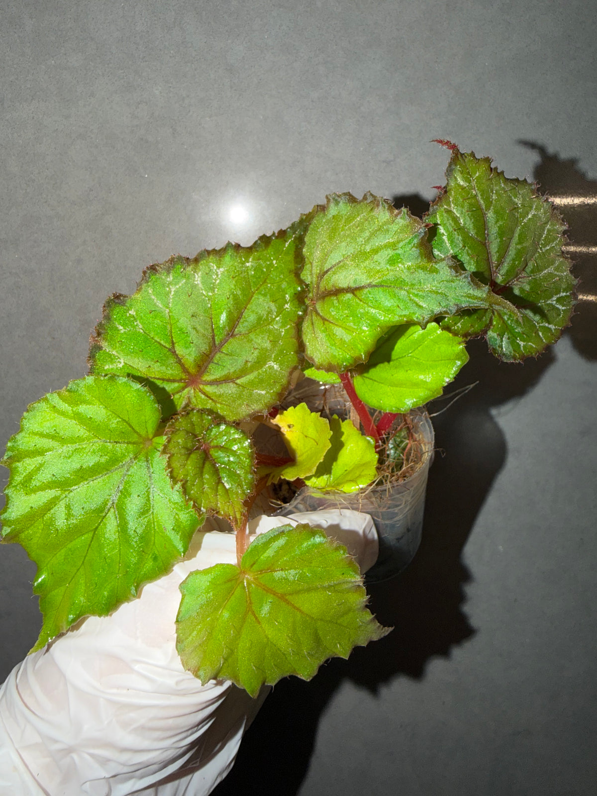 🌿Begonia 'Miss Louisiana
