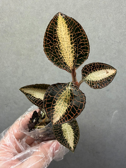 🌿Anoectochiluls roxburghii variegated