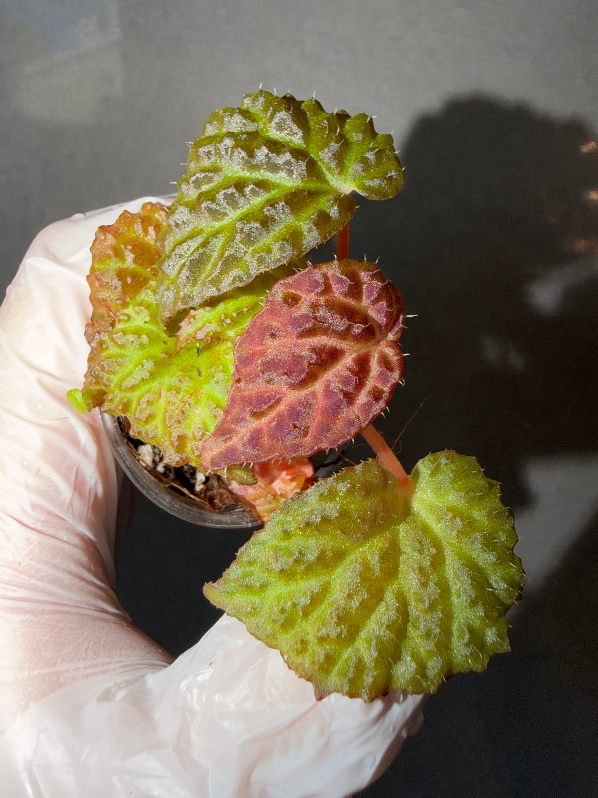 Begonia 5 Combo：sp. Sabah Pink➕ Black Mountain➕ Pink Panther➕ hybrid Blue-Green➕ black velvet