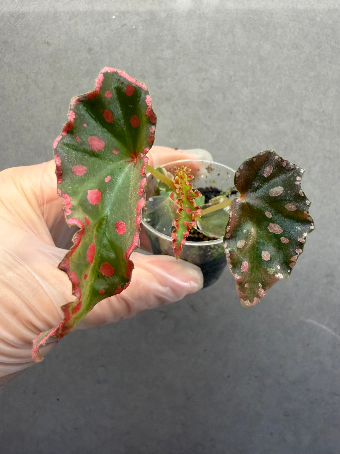 🌿 Begonia  Amphioxus
* Darthvaderiana