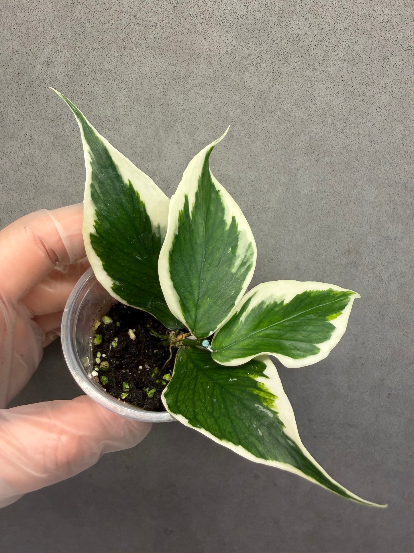 🌿Hoya polyneura albomarginata