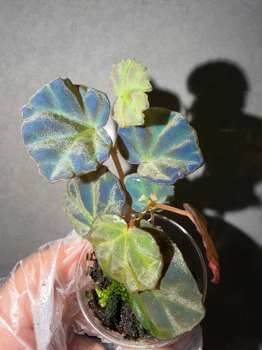 🌿 Begonia sp. Sarawak
