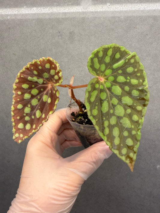 🌿Begonia Chlorosticta