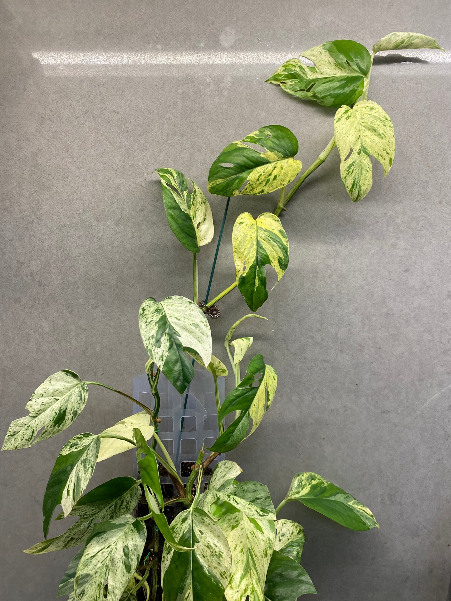 🌿 Epipremnum pinnatum 'Marble' – GTA only