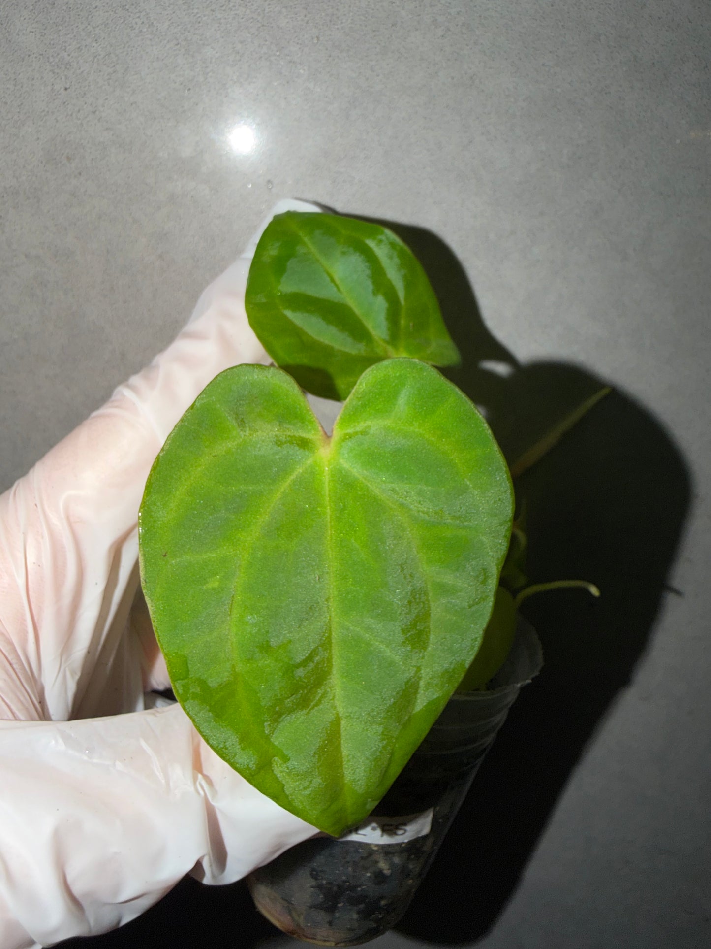 🌿Anthurium Papi GY x（RL*FS ）