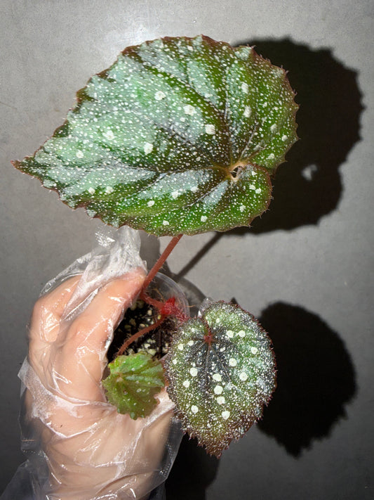 🌌Begonia 'Super Universe'