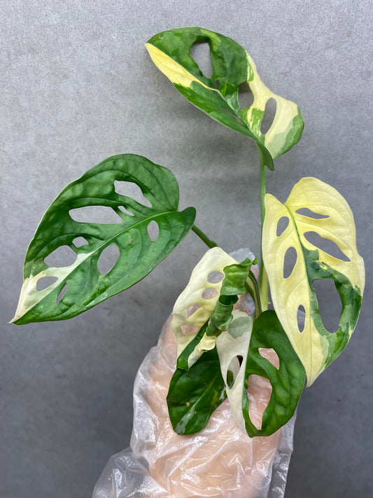 🌿 Monstera adansonii 'Albo Variegated'