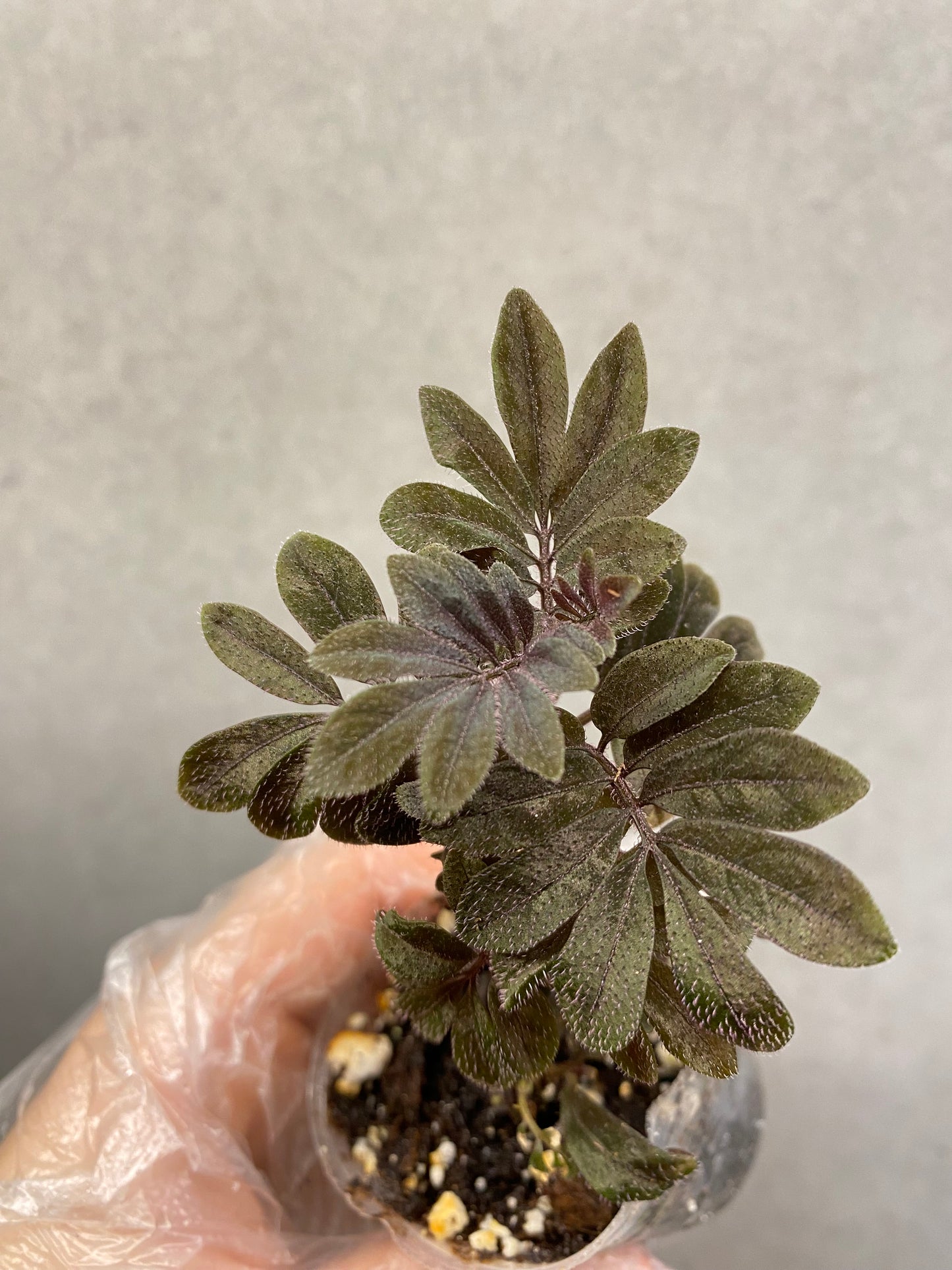 🌿 Solanum uleanum