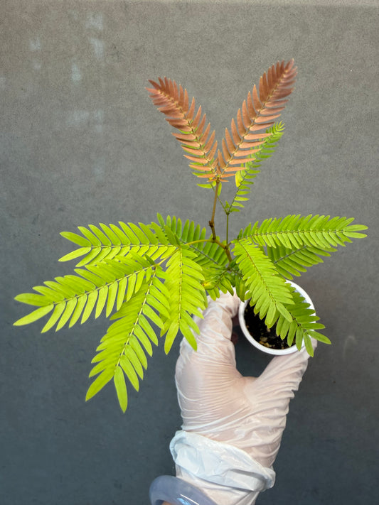 🌿 Cojoba arborea