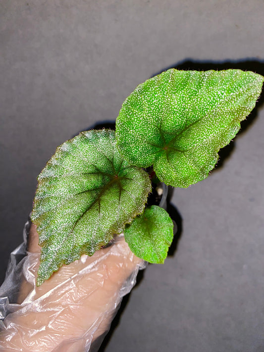 🌿 Begonia ‘Flamingo’