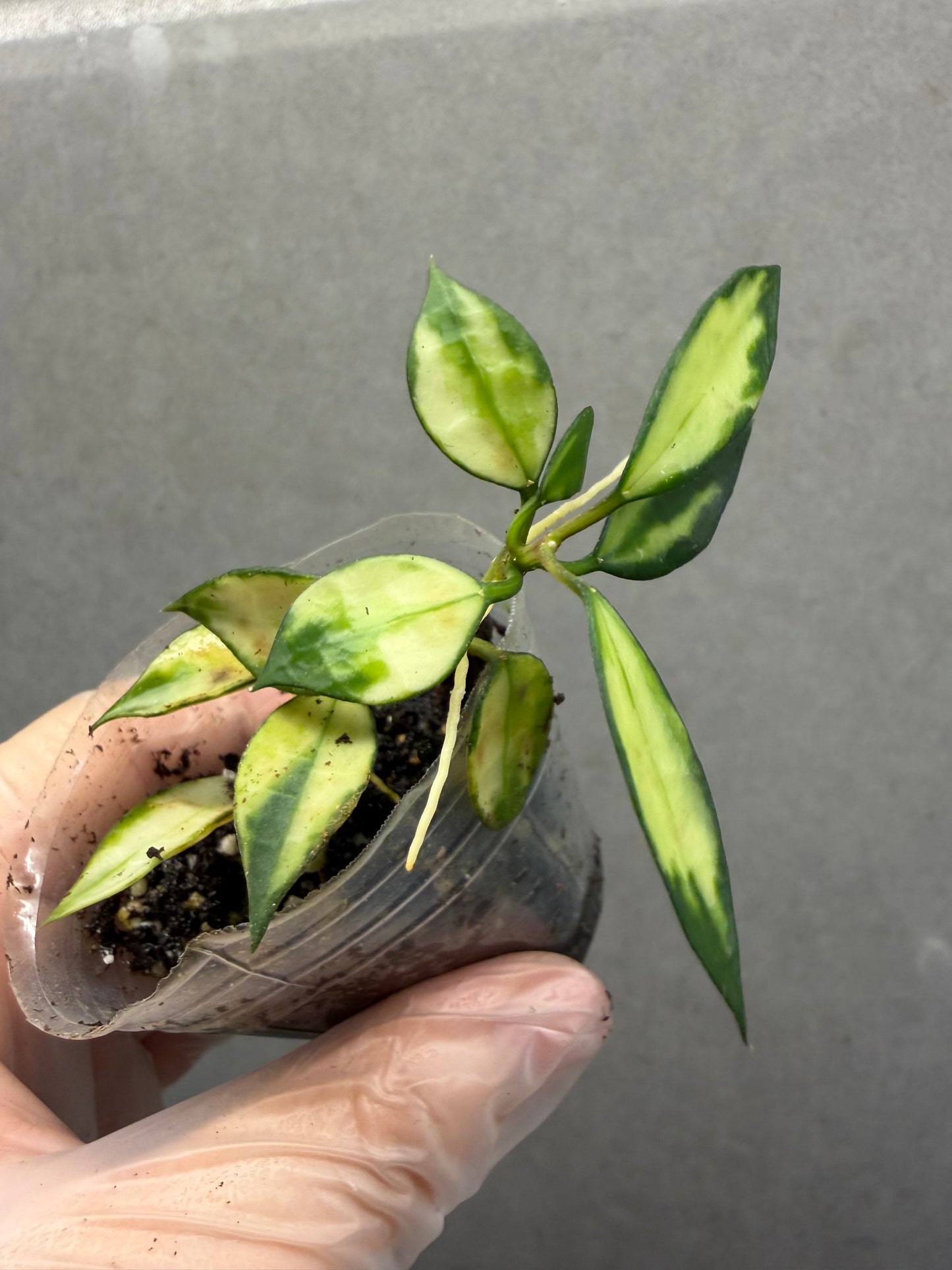 Hoya Lacunosa Var.